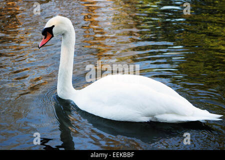 SWAN,Swan in the river, Canada, close, close-up, head, lake, mute, neck, Ontario, swan, up, white, Cygnus, mute, mute swan,swan in the river Stock Photo