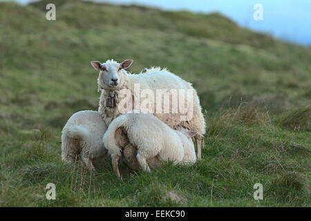 Grazing sheep with lambs at the Atlantic coast, Norway Stock Photo