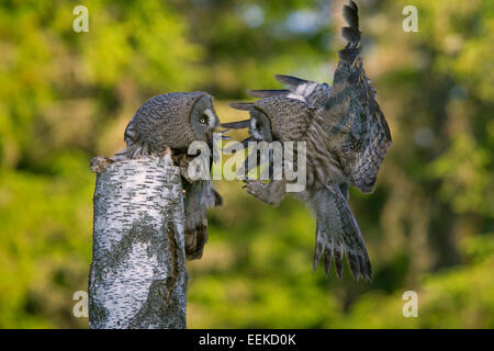 Great grey owl / great gray owl (Strix nebulosa) male bringing mouse to nesting female to feed the chicks in tree in forest