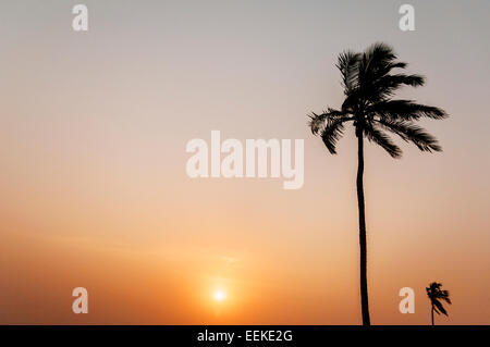 Sunset and palm trees on the beach, Ada Foah, Ghana. Stock Photo