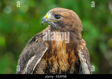 Red-tailed Hawk detail Stock Photo