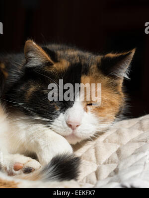 Beautiful calico cat sleeping in a sunny spot Stock Photo