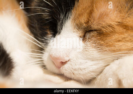 Closeup of a sleeping calico cat Stock Photo