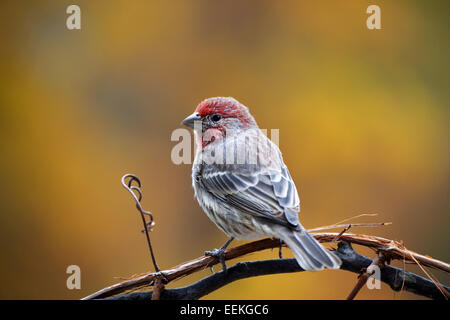 House finch bird perched on vine with beautiful autumn background. Stock Photo