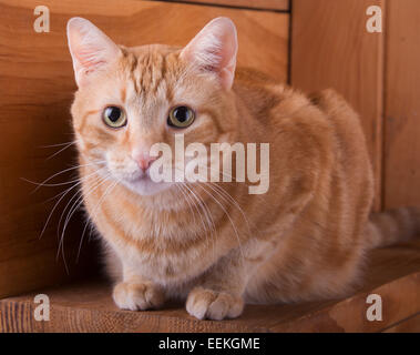Orange tabby cat resting on rustic wooden steps Stock Photo