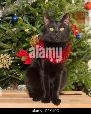 Small black cat in front of a Christmas tree, wearing red tinsel around her neck Stock Photo