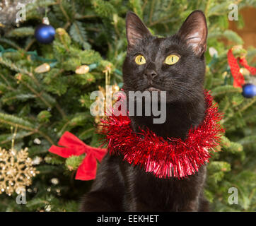 Cute black cat wearing tinsel against green Christmas tree background Stock Photo