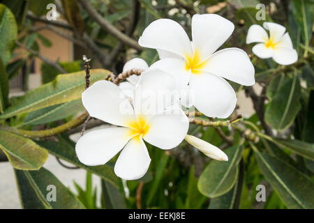 five petal white flowers frangipani ( plumeria ) with yellow center on ...