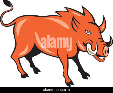 Illustration of a wild pig boar razorback head ready to charge set on isolated white background done in cartoon style. Stock Photo