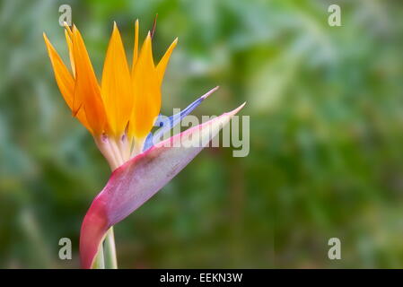 Strelitzia flower, La Gomera, Canary Islands, Spain Stock Photo