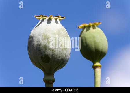 Opium poppy seed heads [Papaver somniferum], 'close up' against [blue sky], UK Stock Photo