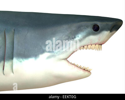 The Great White shark is found in coastal waters of all major oceans and can live to 70 years. Stock Photo