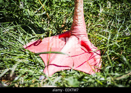 detail flamingo leg resting on the grass Stock Photo