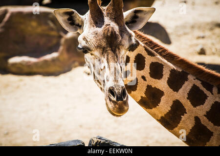 beautiful giraffe in a zoo park Stock Photo