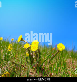 first spring flower foalfoot on blue sky background Stock Photo