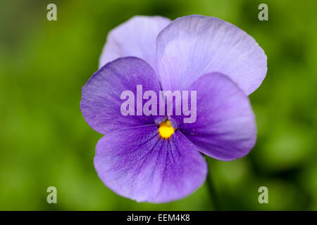 Horn Violet (Viola cornuta), Germany Stock Photo