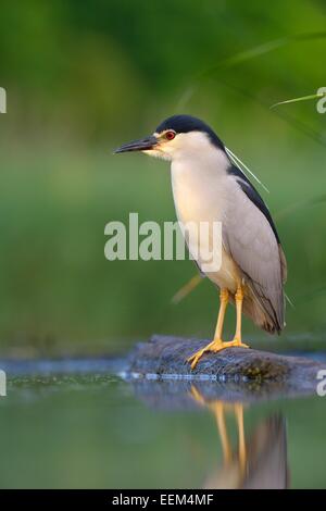 Black-crowned Night Heron (Nycticorax nycticorax), adult, in the morning light, perched on a branch lying in the water Stock Photo