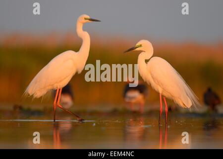 Great Egrets (Ardea alba), two adult birds in the morning light, Kiskunság National Park, Southeastern Hungary, Hungary Stock Photo