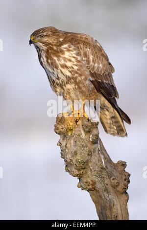 Buzzard (Buteo buteo), perched on a tree stump in a snow-covered landscape, Swabian Alb Biosphere Reserve, Baden-Württemberg Stock Photo