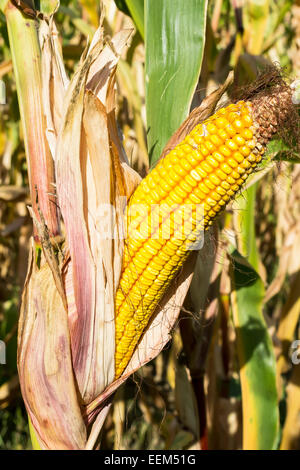 Mature corn ear on a stalk of a maize crop ready to be harvested Stock Photo