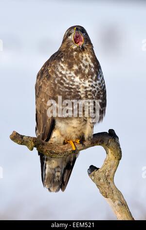 Buzzard (Buteo buteo), perched on a branch in a snow-covered landscape with an open beak, Swabian Alb Biosphere Reserve Stock Photo