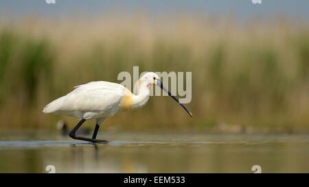 Eurasian Spoonbill or Common Spoonbill (Platalea leucorodia), foraging in shallow water, Kiskunság National Park Stock Photo