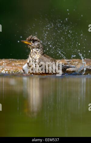 Song Thrush (Turdus philomelos), bathing, Kiskunság National Park, Hungary