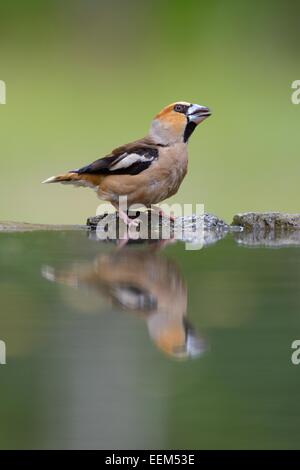 Hawfinch (Coccothraustes coccothraustes), male, drinking, Kiskunság National Park, Hungary Stock Photo