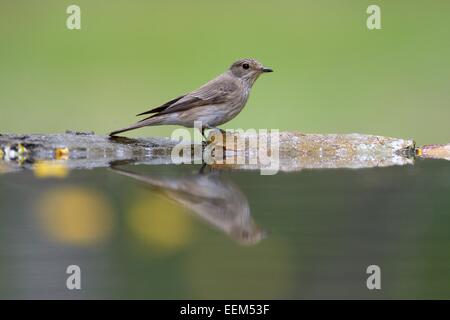 Spotted Flycatcher (Muscicapa striata), at the bird bath, Kiskunsag National Park, Hungary Stock Photo