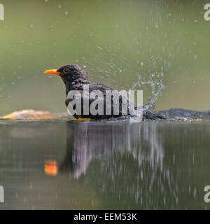 Blackbird (Turdus merula), male, bathing, Kiskunság National Park, Hungary Stock Photo