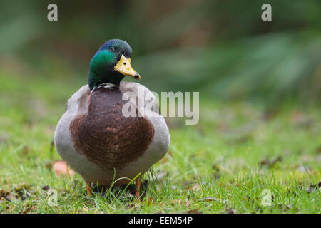 Mallard (Anas platyrhinchos), drake, Emsland, Lower Saxony, Germany Stock Photo