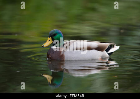 Mallard (Anas platyrhinchos), drake, Emsland, Lower Saxony, Germany Stock Photo