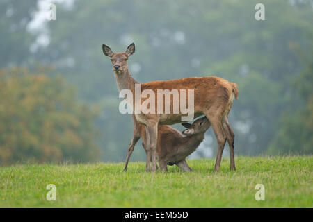 Red Deer (Cervus elaphus), doe or hind suckling an older calf, captive, Lower Saxony, Germany Stock Photo