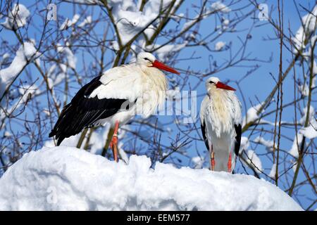 White Storks (Ciconia ciconia), couple standing on snowy nest, Switzerland Stock Photo