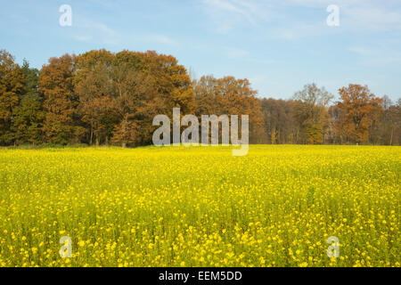 White Mustard (Sinapis alba), yellow flowering field in the autumn, Lower Saxony, Germany Stock Photo