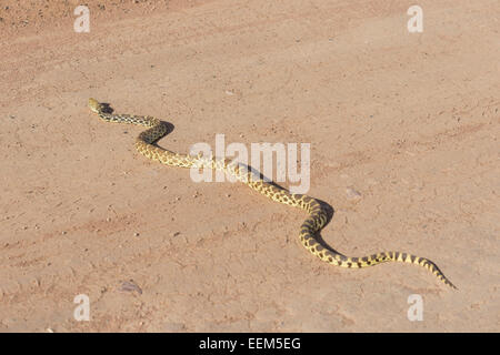 Pacific Gopher Snake (Pituophis catenifer catenifer), Colorado, United States Stock Photo
