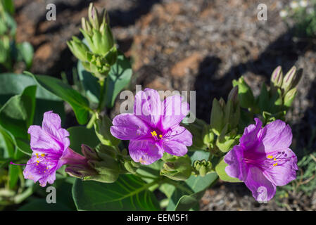 Colorado Four o'clock (Mirabilis multiflora), Colorado, United States Stock Photo