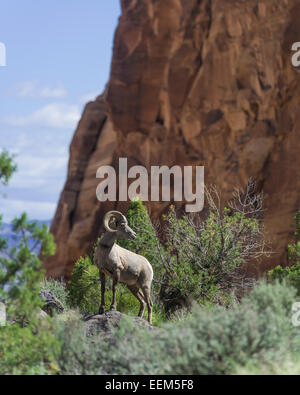 Desert Bighorn Sheep (Ovis canadensis nelsoni), Colorado National Monument, Grand Junction, Colorado, United States Stock Photo