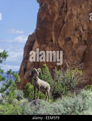 Desert Bighorn Sheep (Ovis canadensis nelsoni), Colorado National Monument, Grand Junction, Colorado, United States Stock Photo