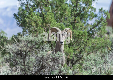 Desert Bighorn Sheep (Ovis canadensis nelsoni), Colorado National Monument, Grand Junction, Colorado, United States Stock Photo