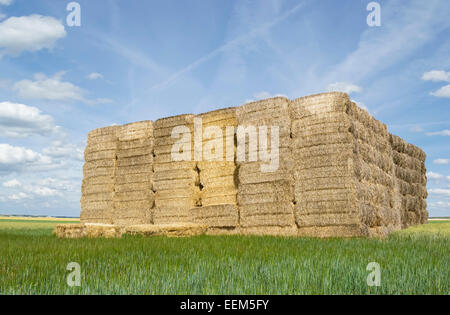 Huge pile of straw bales stacked on top of each other after being gathered from the field Stock Photo