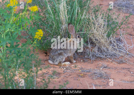 Desert Cottontail (Sylvilagus audubonii), Utah, United States Stock Photo