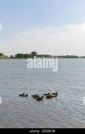Ducks on Lake Zicksee, Sankt Andrä am Zicksee, Seewinkel, Northern Burgenland, Burgenland, Austria Stock Photo