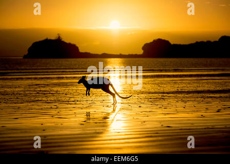 Australia, Silhouette of kangaroo on beach Stock Photo
