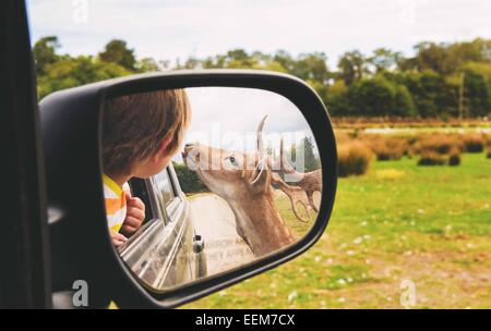 Reflection of boy leaning out of a car window looking at a deer, USA