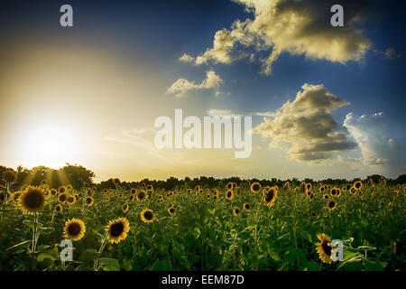 Sunset over sunflower field Stock Photo