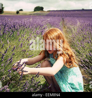 Girl (6-7) picking lavender Stock Photo