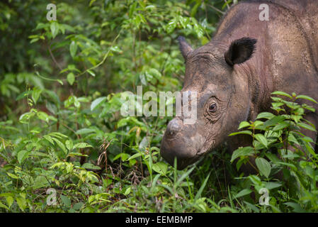 Sumatran rhino calf Andatu (2,5 years old) at the Sumatran Rhino Sanctuary, Way Kambas National Park. Stock Photo