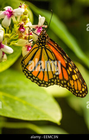 Monarch butterfly resting on a flower
