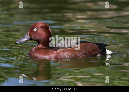 Ferruginous Duck, White-eyed Pochard, male, drake, Moorente, Männchen, Erpel, Moor-Ente, Aythya nyroca, Fuligule nyroca Stock Photo